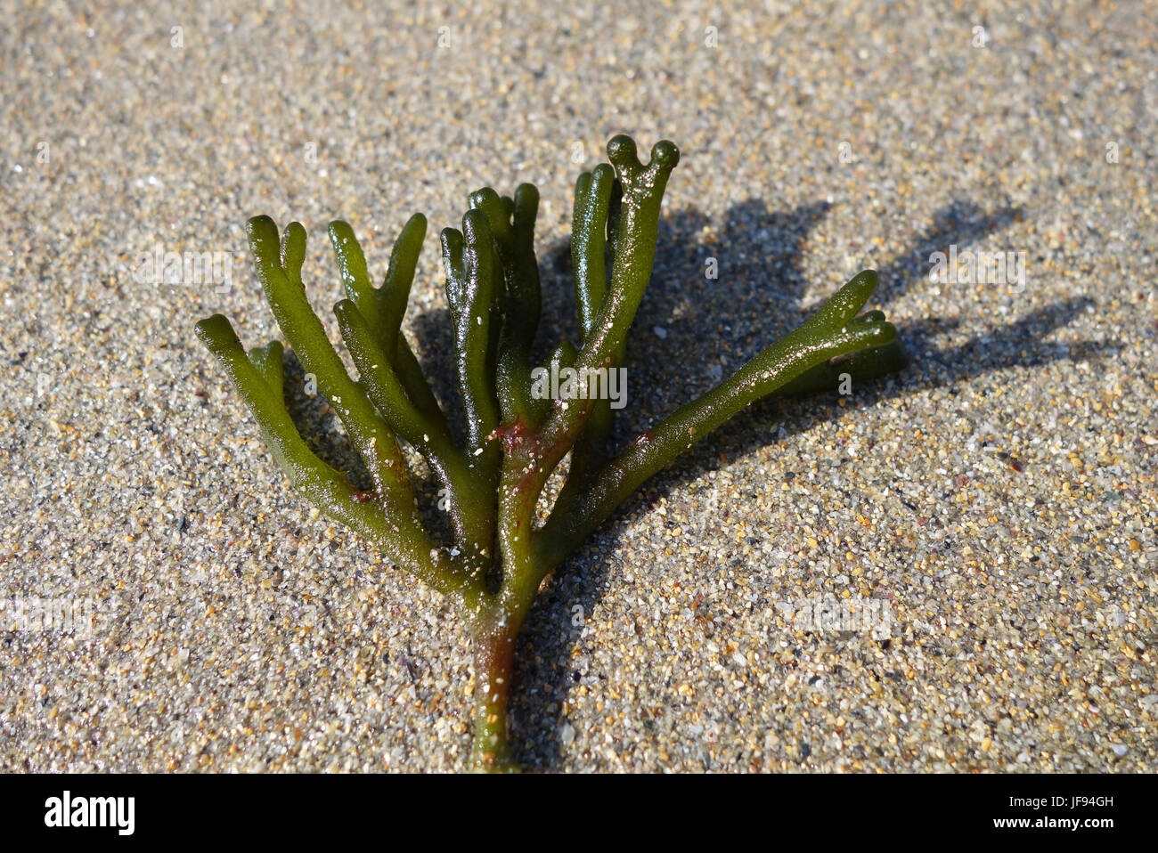 Sea Staghorn (Codium fragile) on playa de penarronda beach in Northern Spain Stock Photo