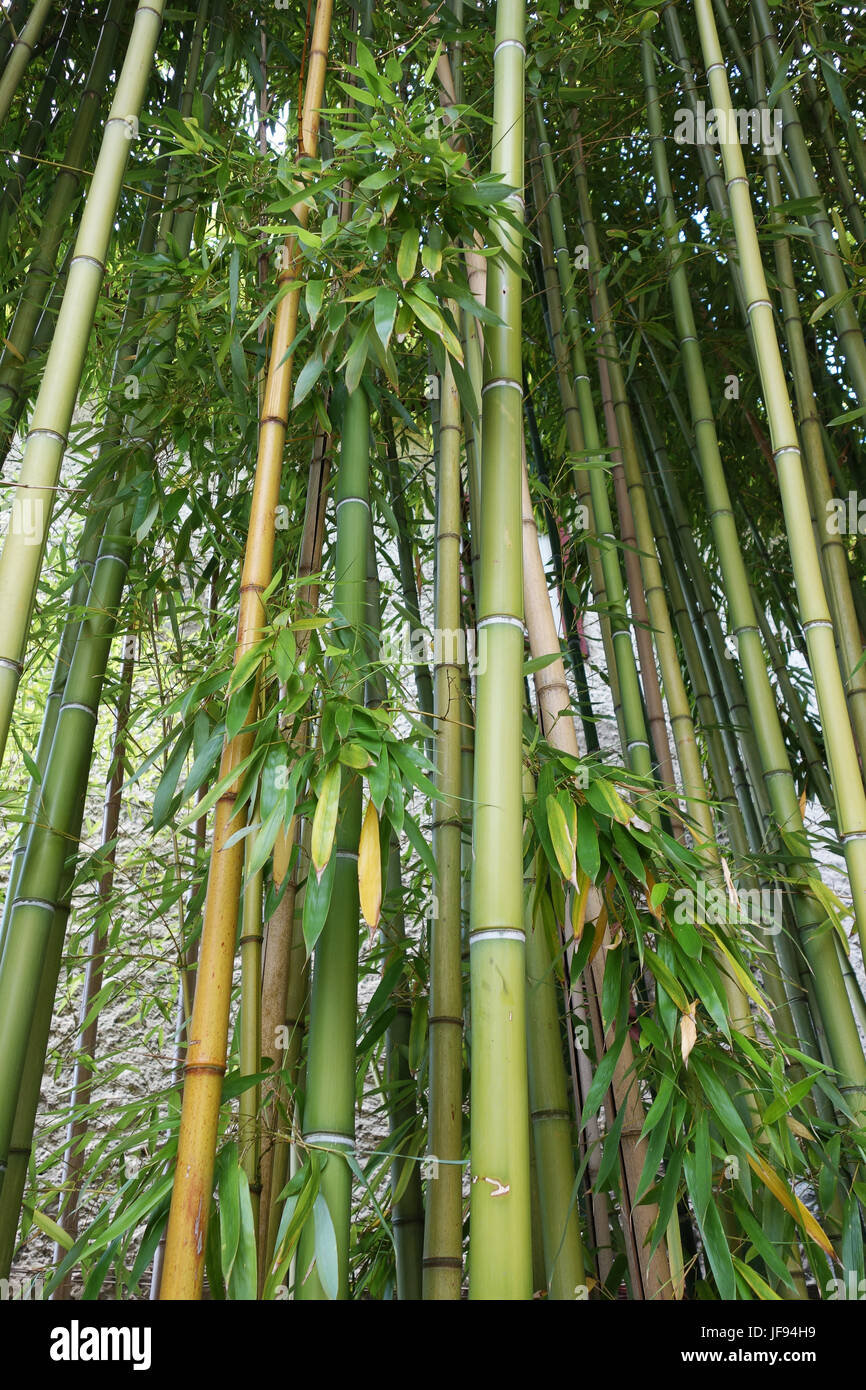 Bamboo cane growing in Europe Stock Photo Alamy