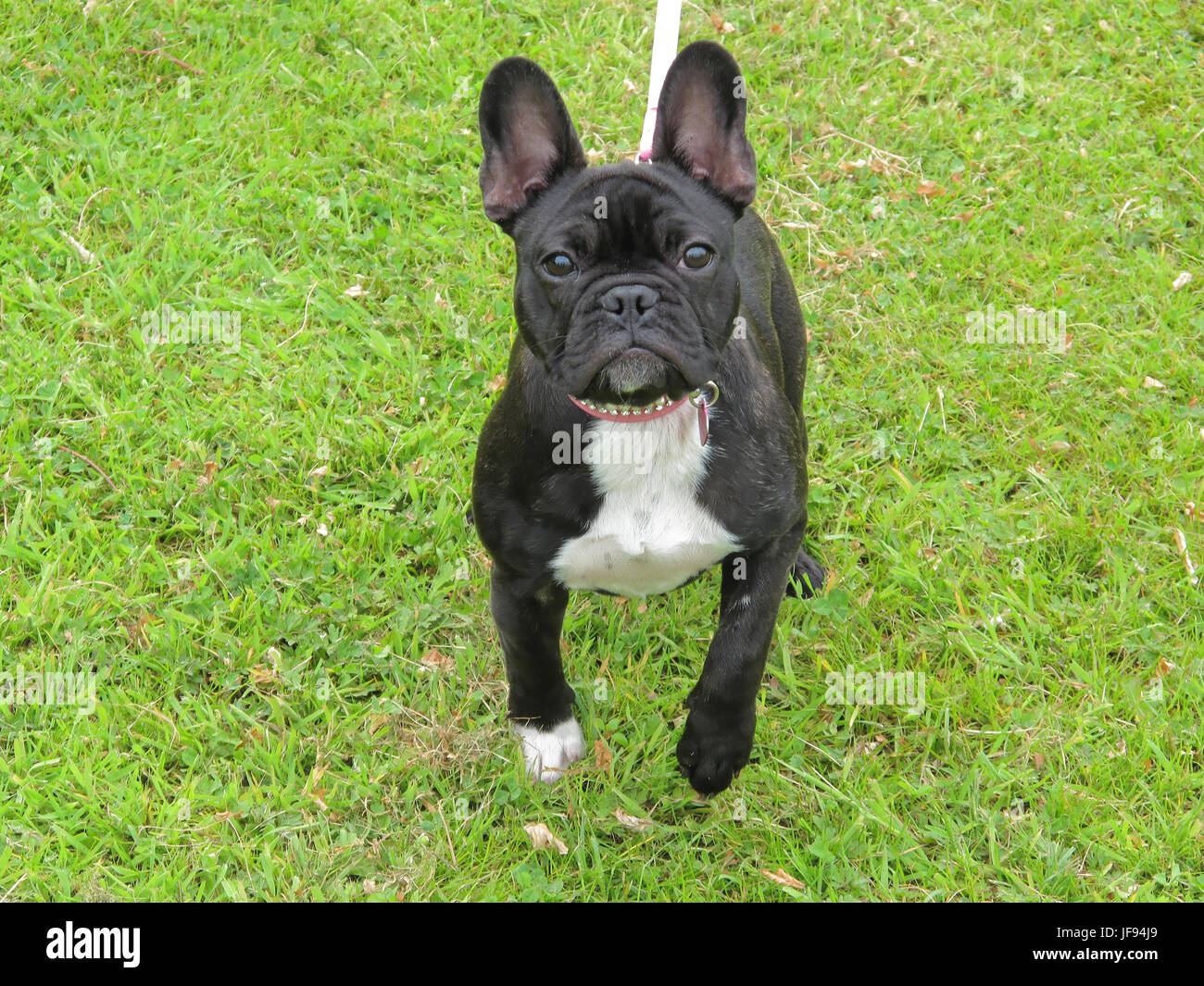 French Bulldog Dog Breed Picture tearing up black noir green grass background #FrenchBulldog Stock Photo