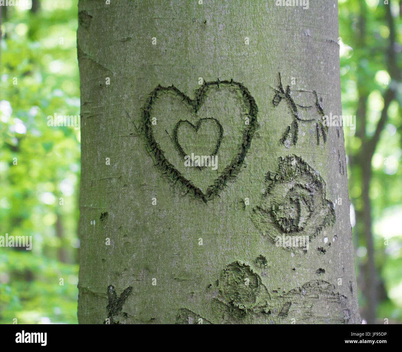 heart engraved in tree Stock Photo