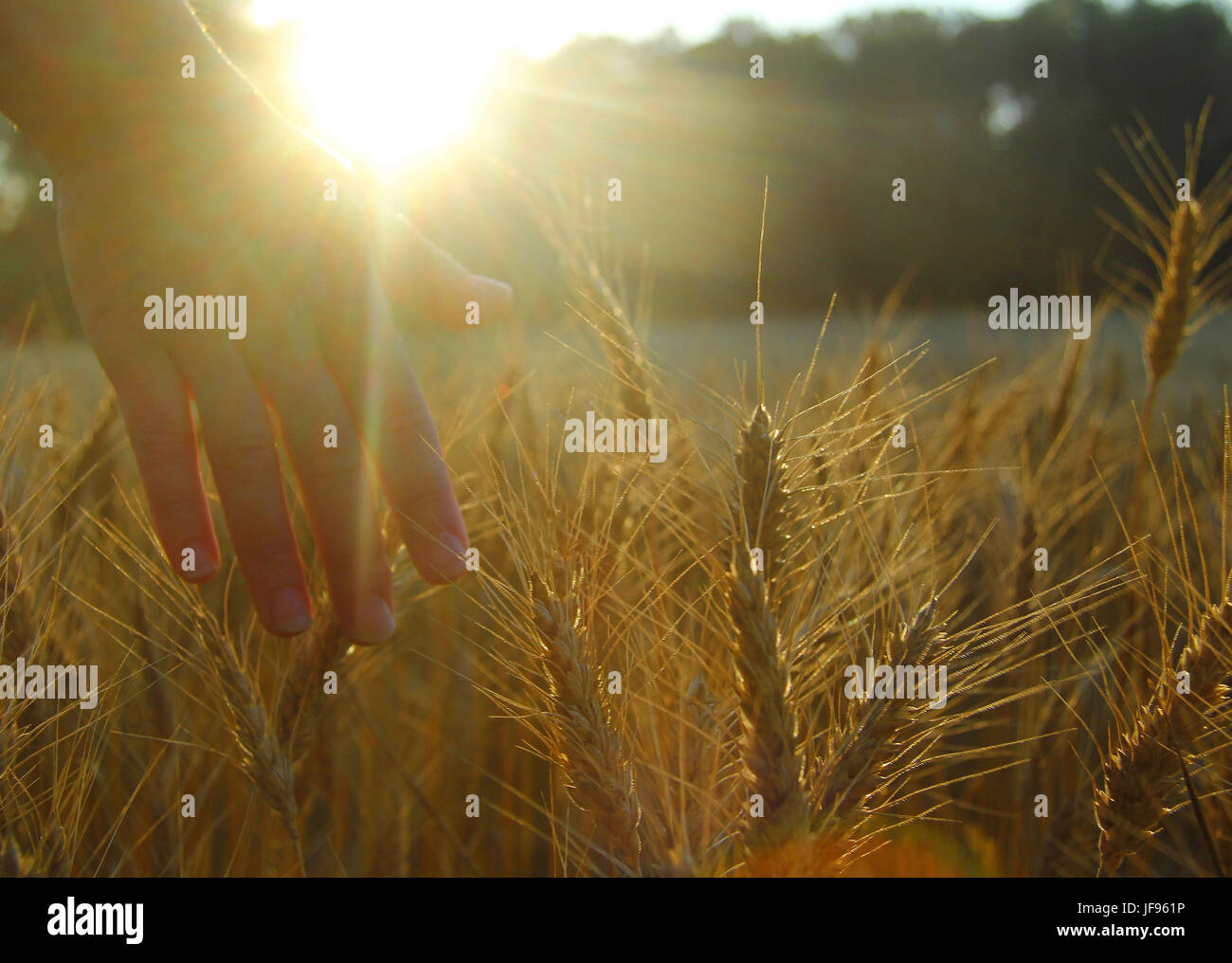 Silhouette farmer in field wheat hi-res stock photography and images ...