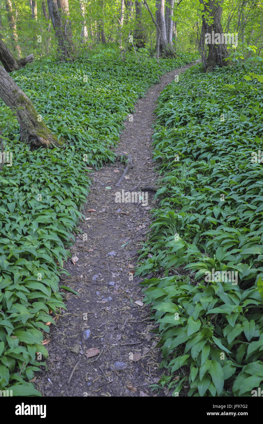 Wild garlic in the Rems Valley, Germany Stock Photo
