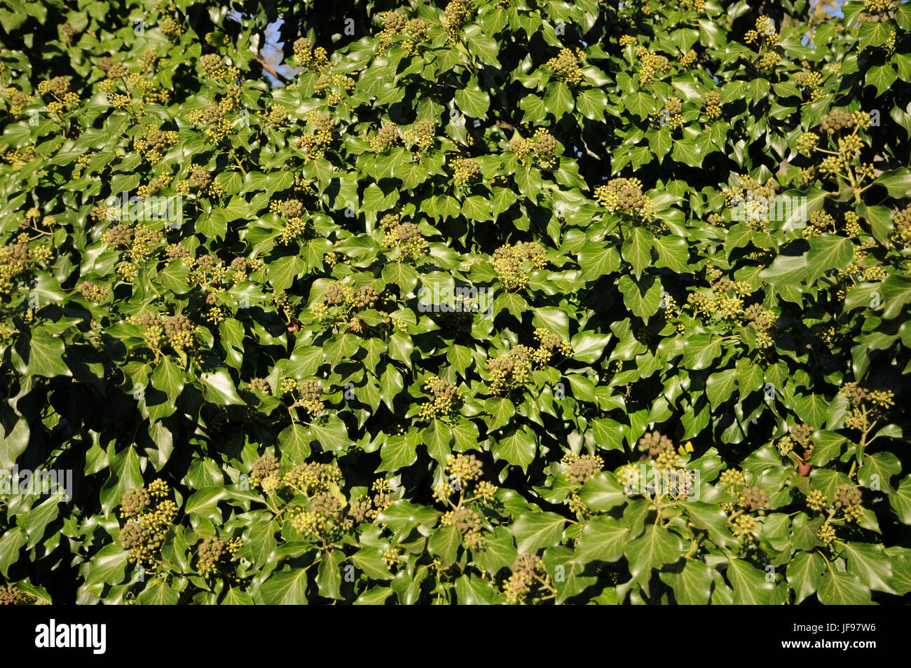 Hedera helix, Ivy, flowers, fruits Stock Photo