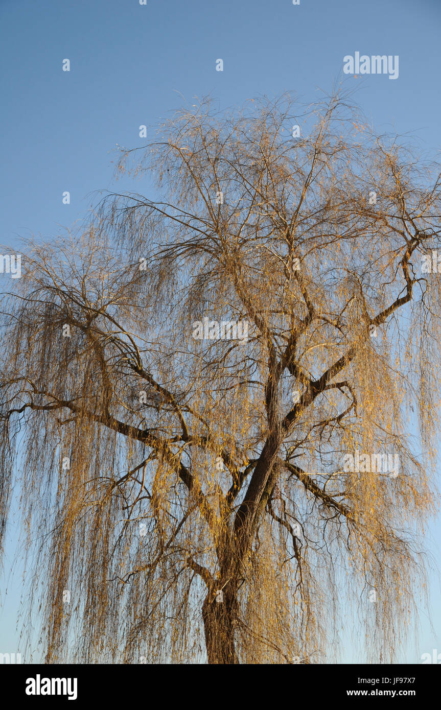 Salix alba Tristis, Weeping willow Stock Photo
