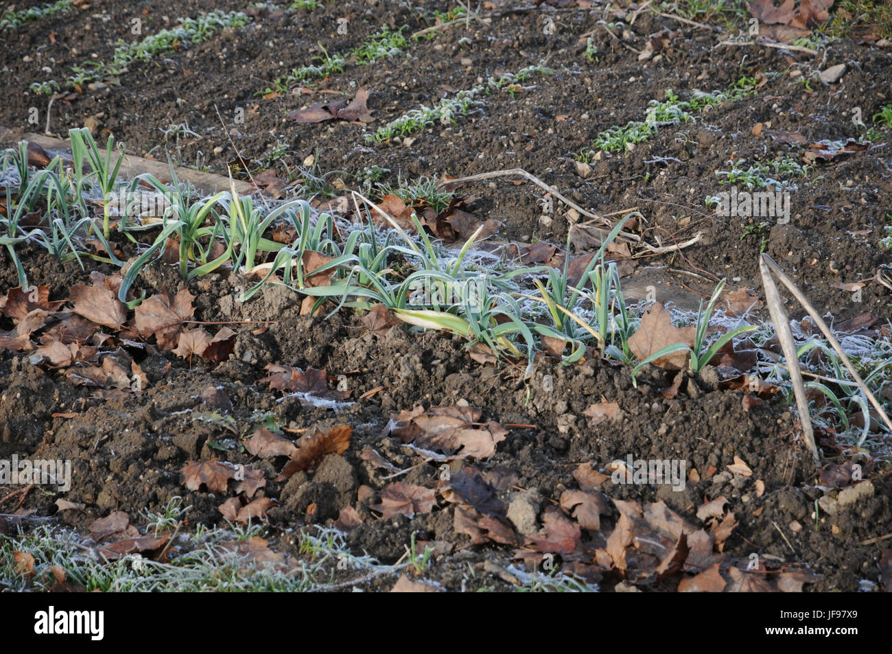 Allium porrum, Leek Stock Photo