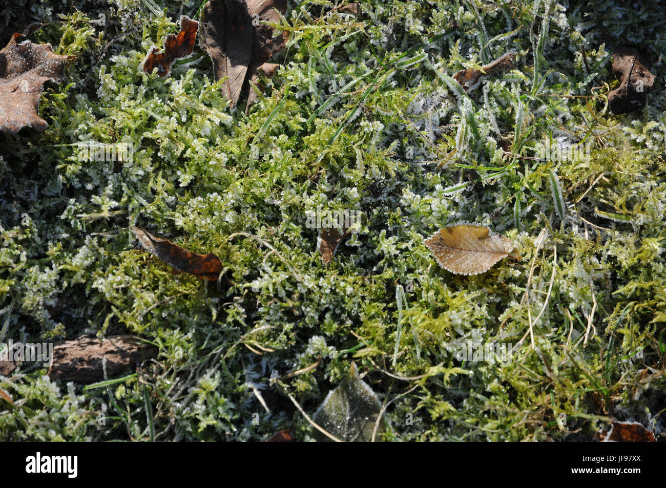 Tortula muralis, Tortula moss, White frost Stock Photo