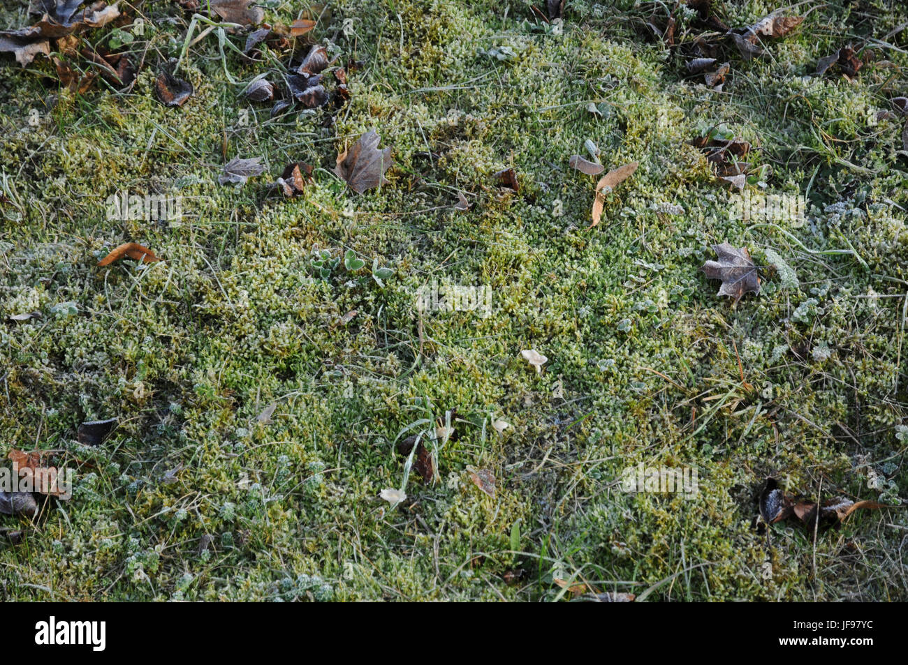Tortula muralis, Tortula moss, White frost Stock Photo
