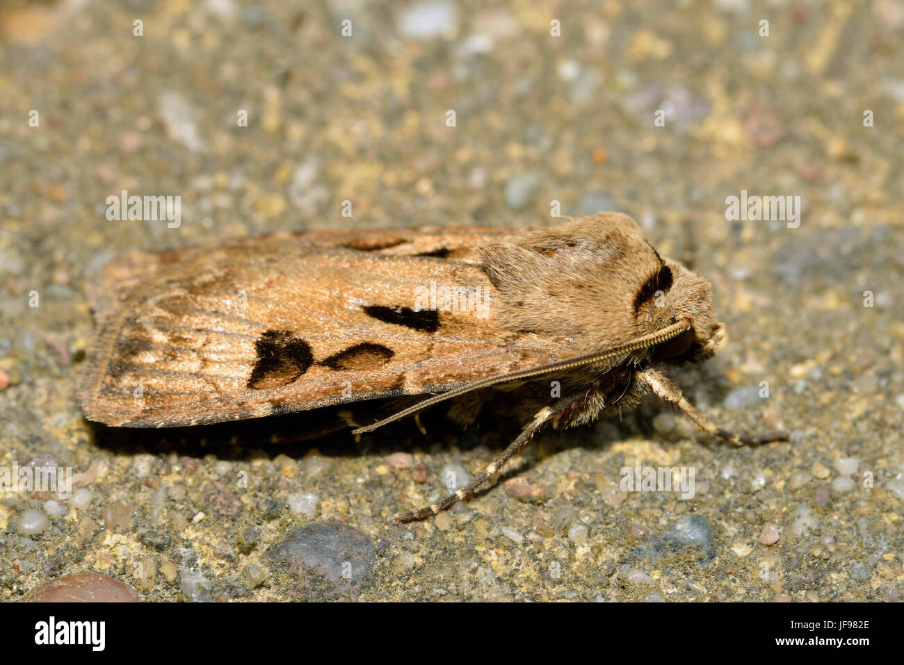 Heart And Dart Moth - Agrotis exclamatiois On Stone Stock Photo