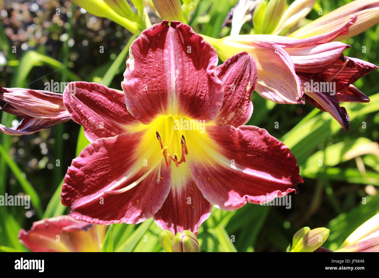 Close up of red and yellow hemerocallis day lily flower Stock Photo