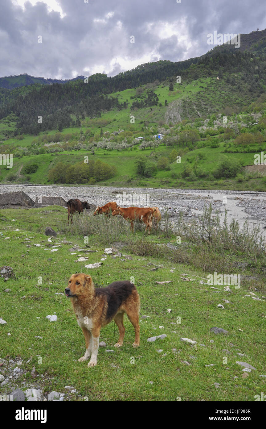 Caucasian sheepdog called Owtscharka, Stock Photo Alamy