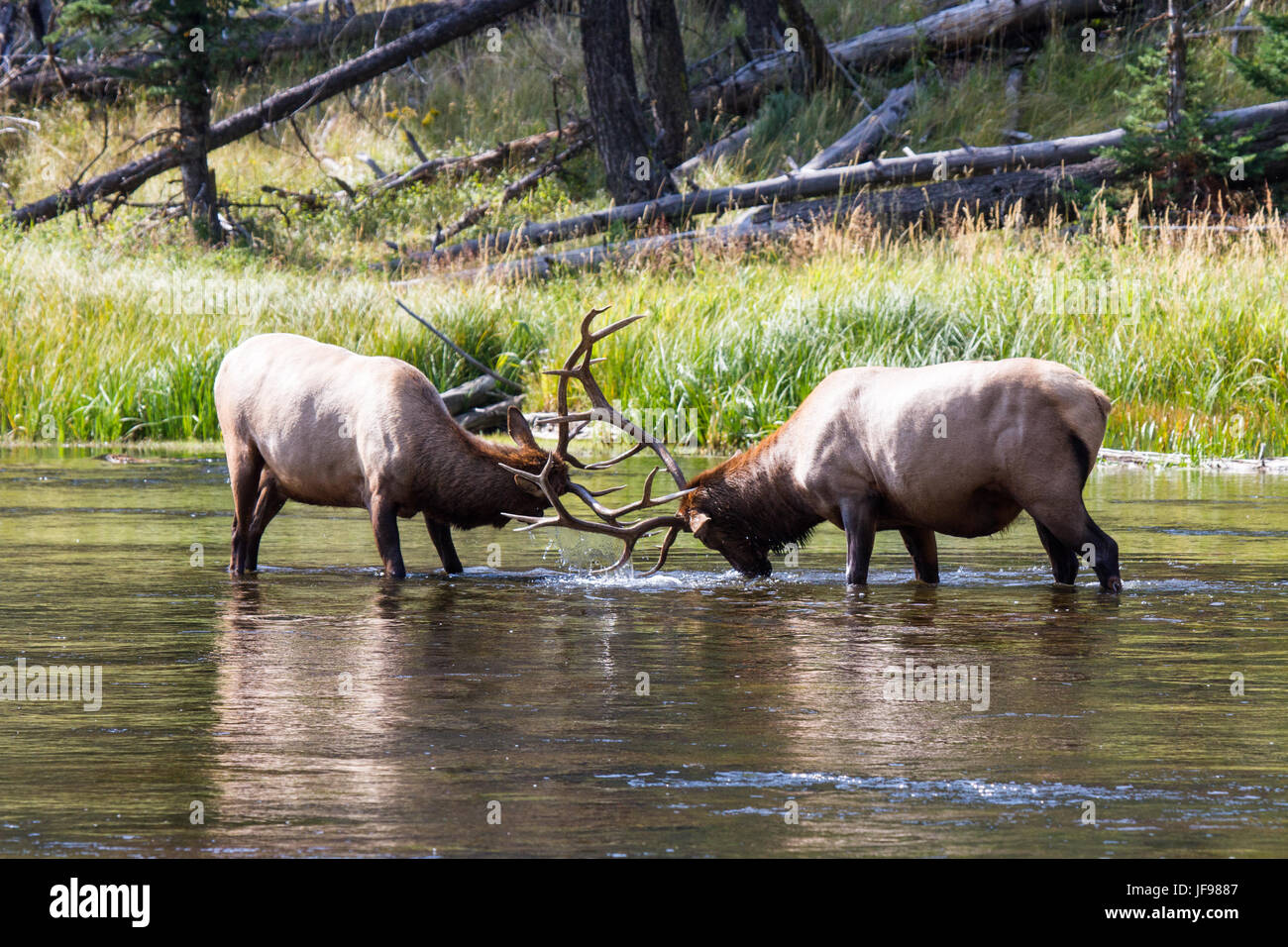 Struggling elk bulls 38 Stock Photo