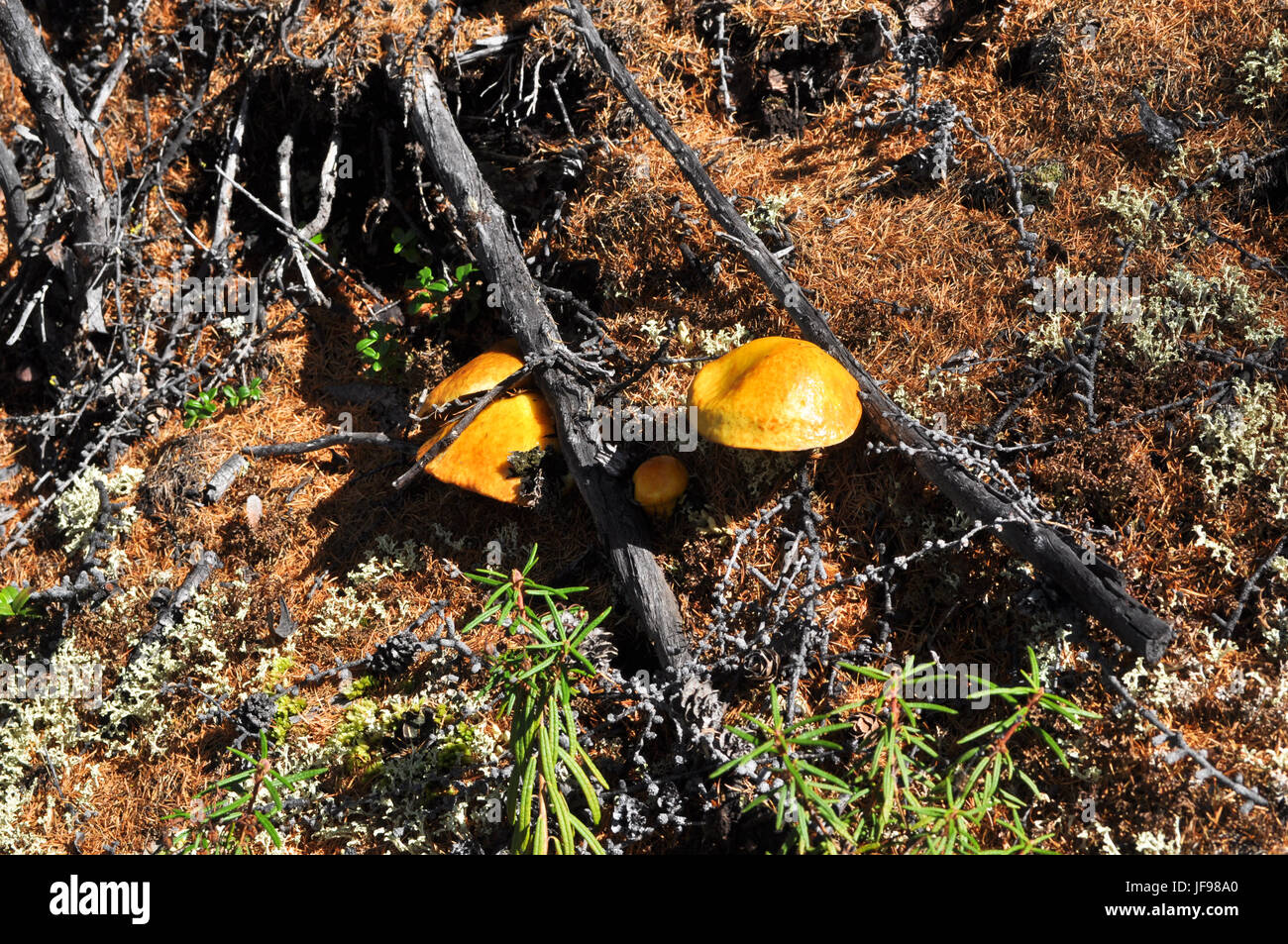 Russia, Yakutia. Wild mushrooms among soil, covered with moss and pine needles. Stock Photo