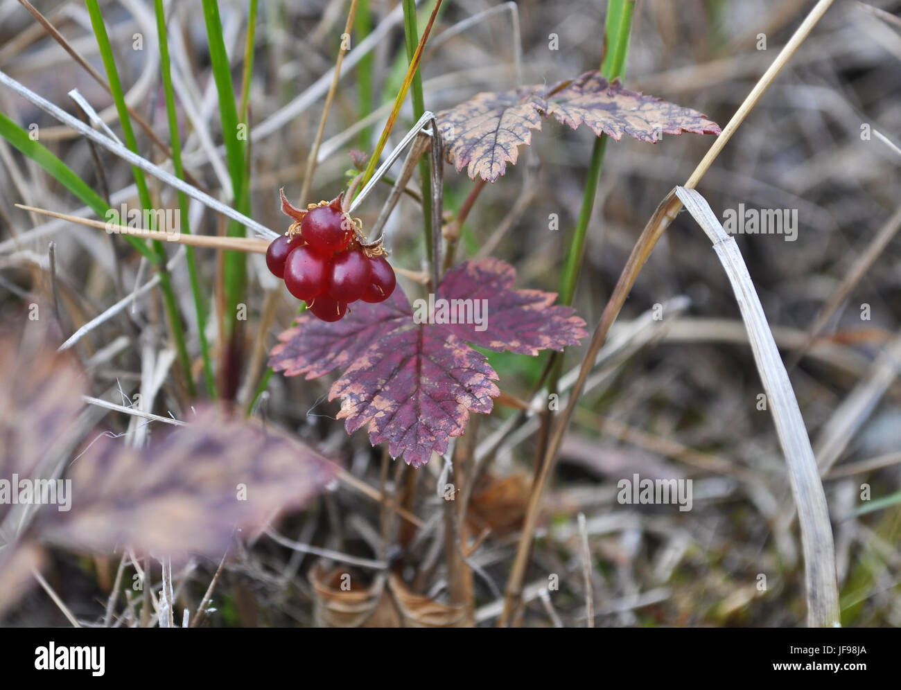 Rare tasty berries of the Russian North. Rubus arcticus. Stock Photo