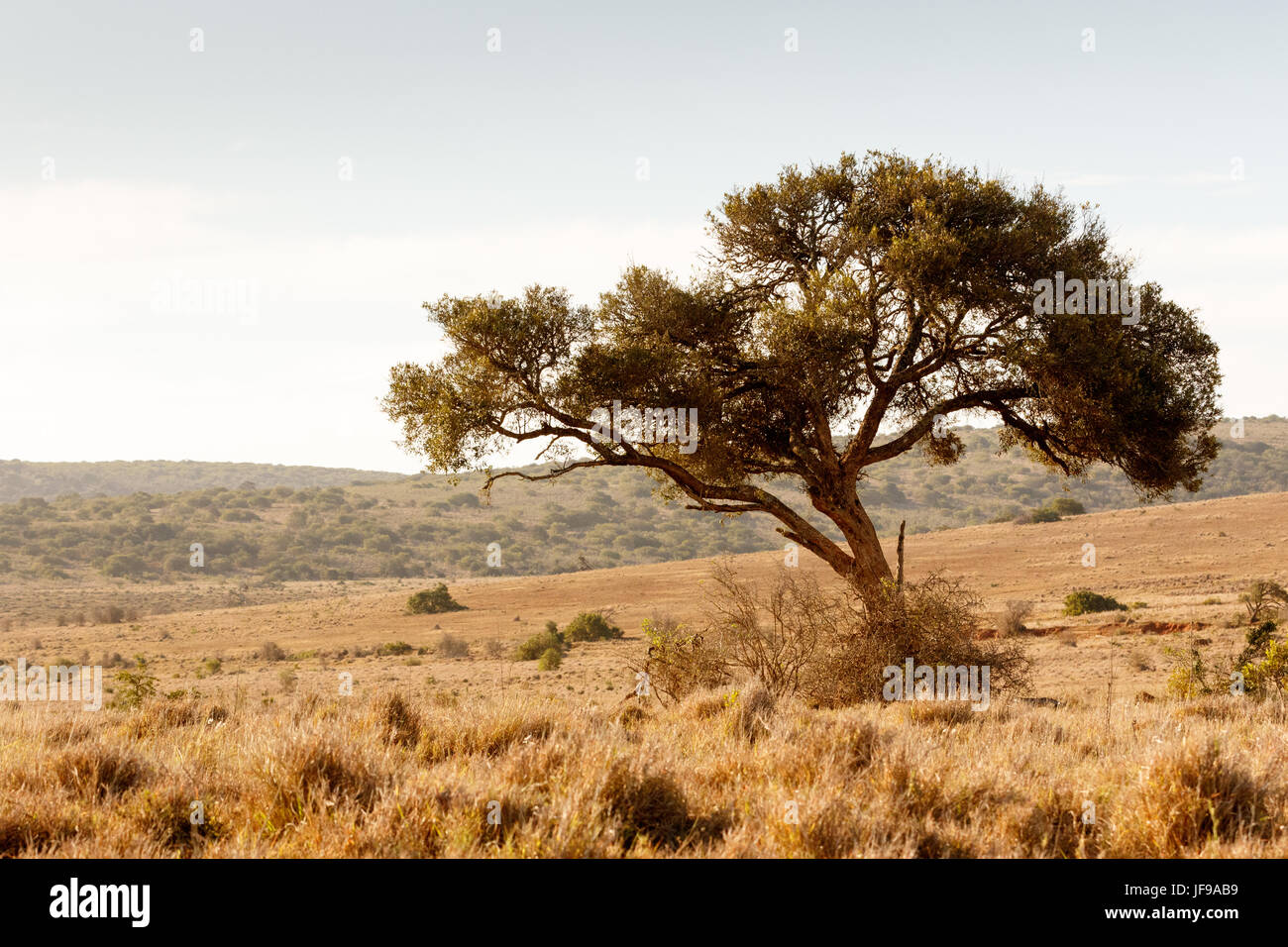 The shade tree for the wild animals Stock Photo