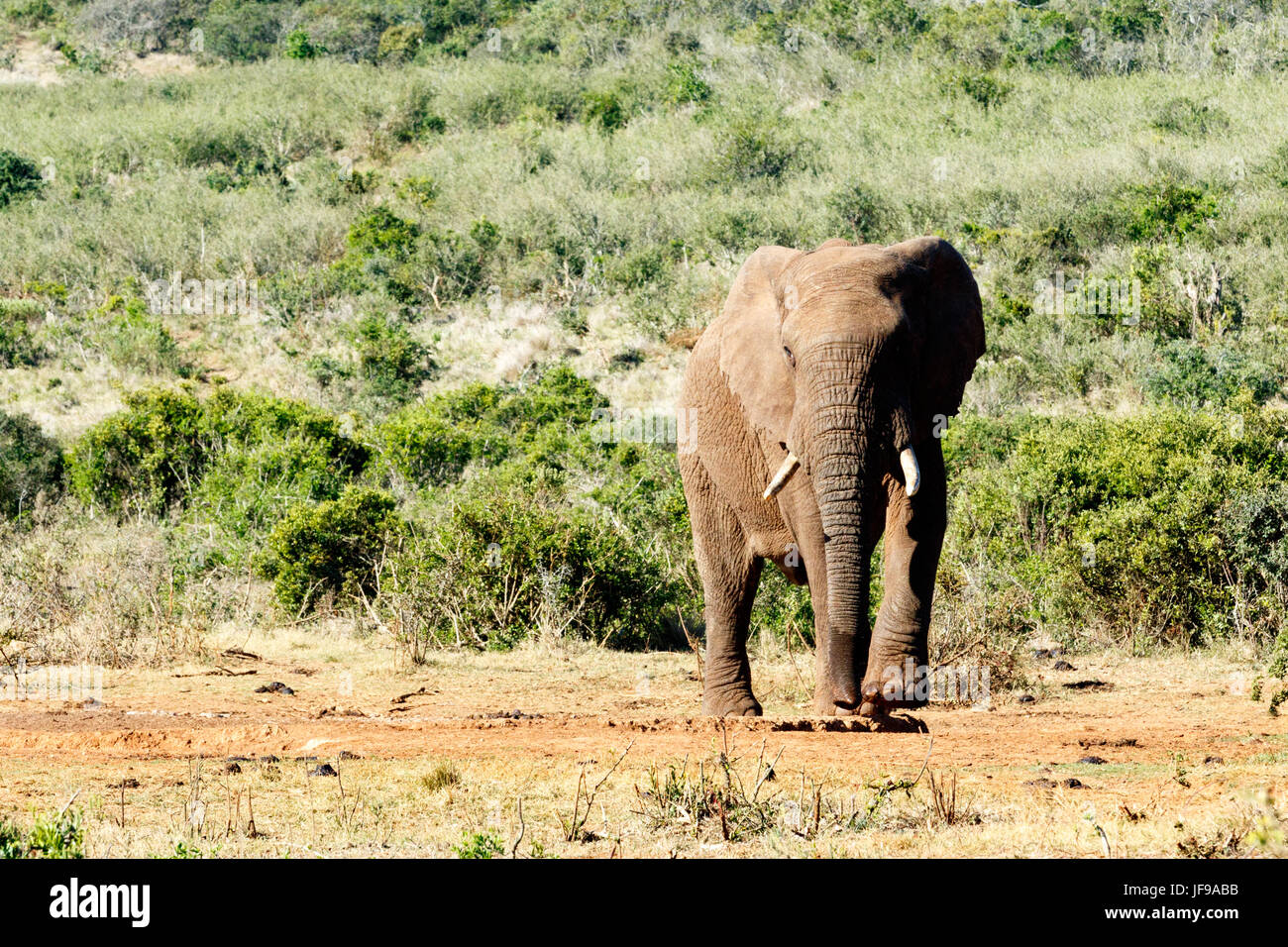 African Elephant lifting his leg Stock Photo