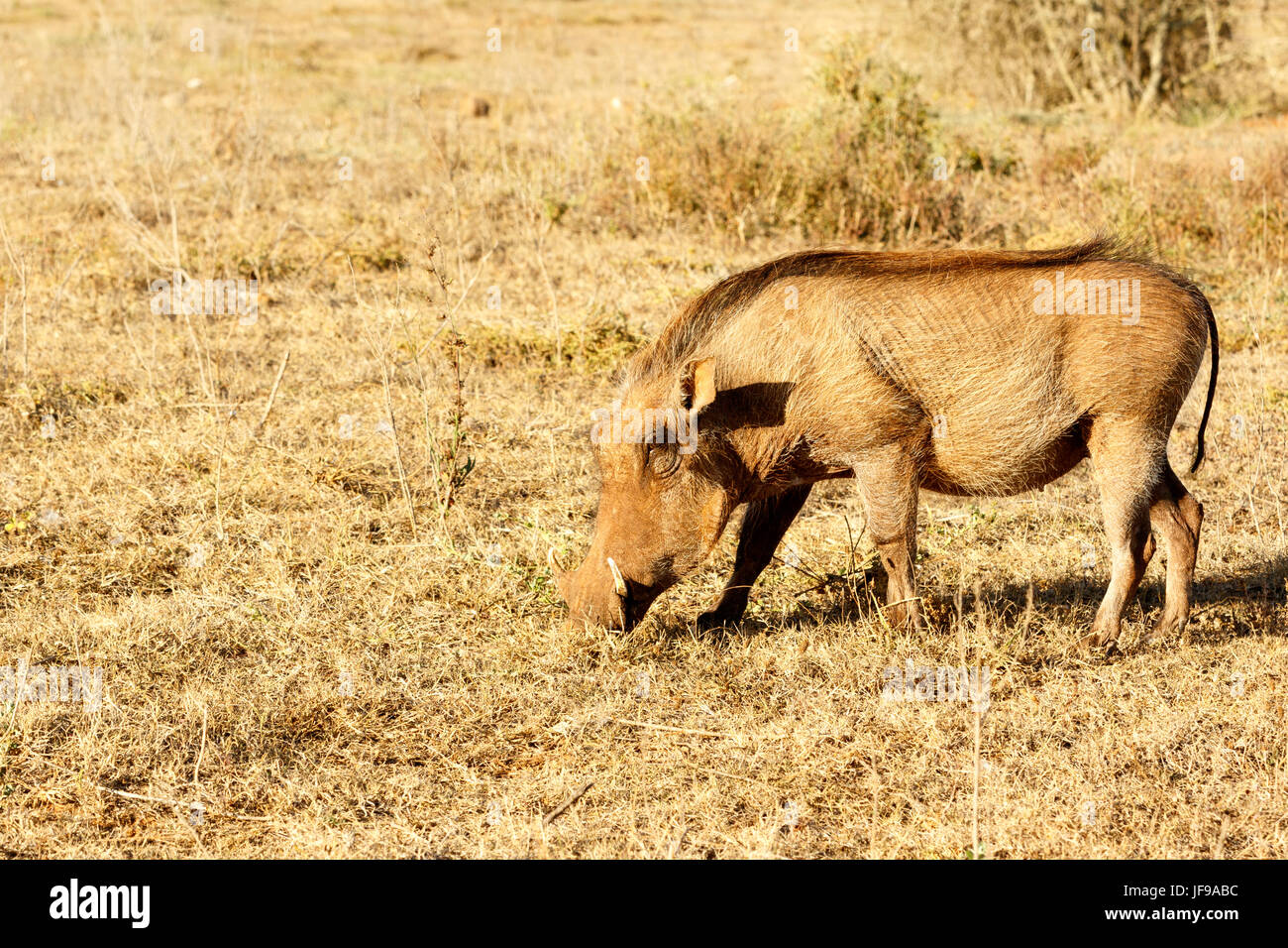 The common warthog sniffing the grass Stock Photo