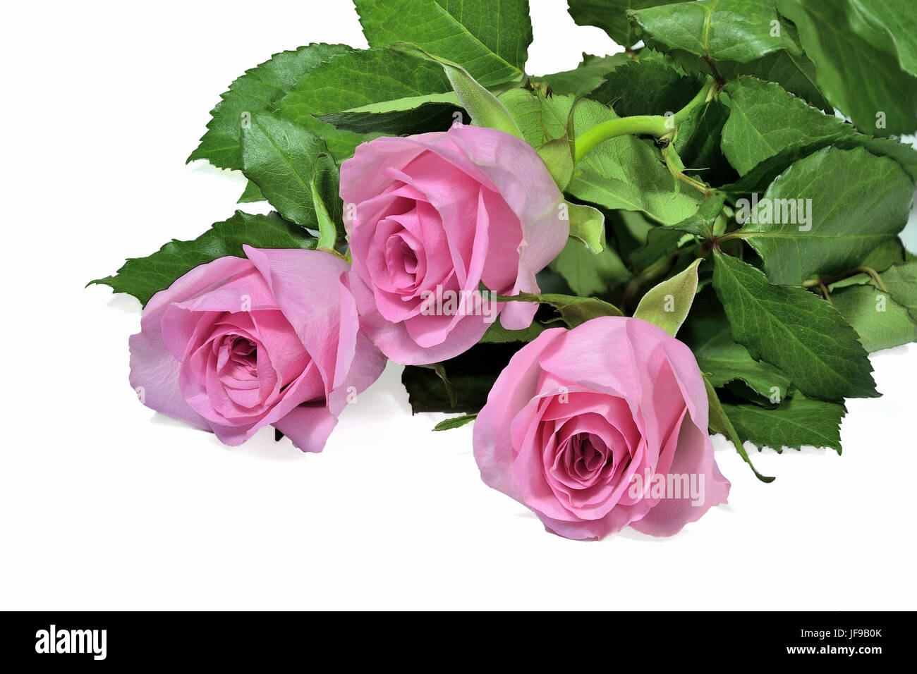 Pink roses bouquet on a white background. Stock Photo