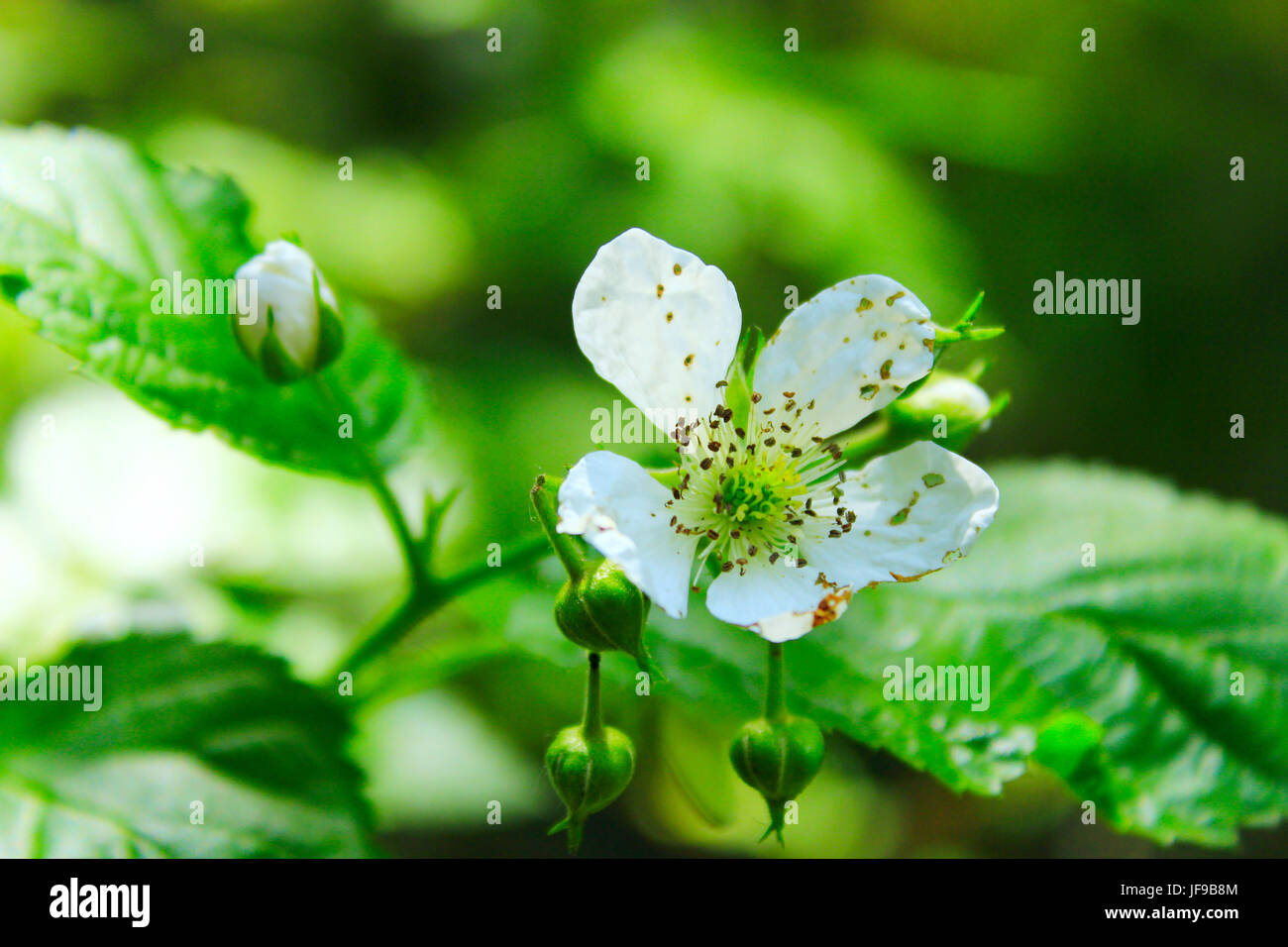 Raspberry flower hires stock photography and images Alamy
