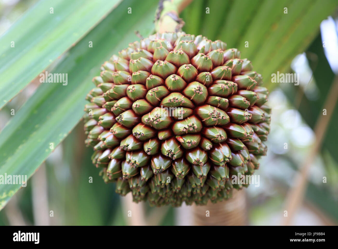 Fruit of a Screwpine, Pandanus utilis Stock Photo Alamy