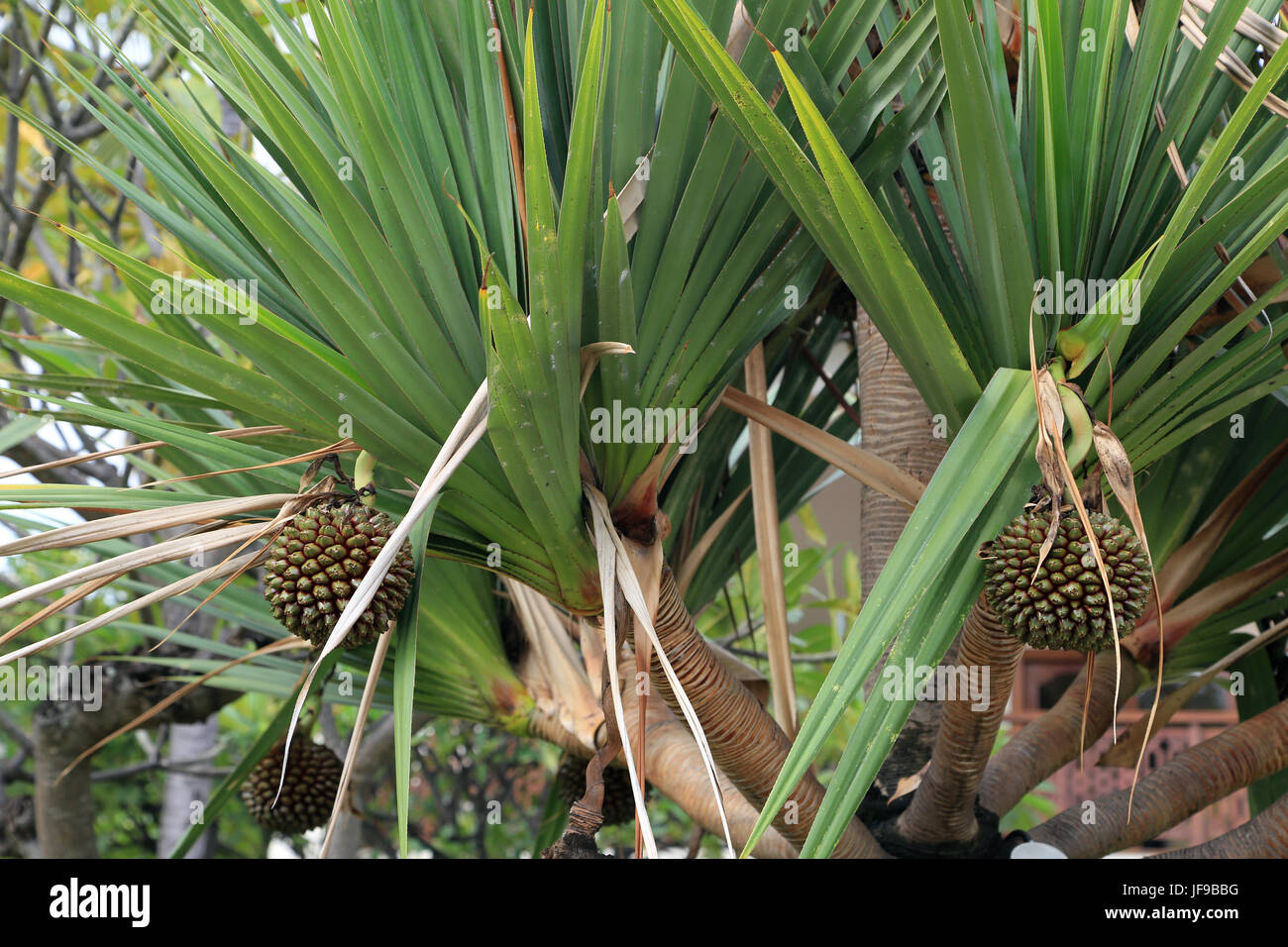 Screwpine, Pandanus utilis Stock Photo Alamy