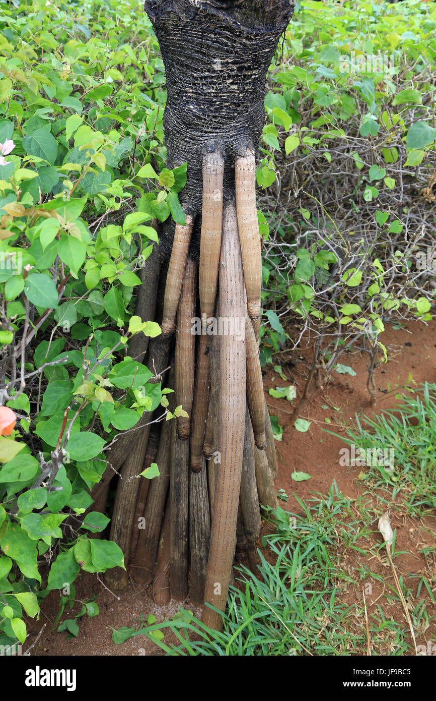 Stilt roots pandanus hires stock photography and images Alamy