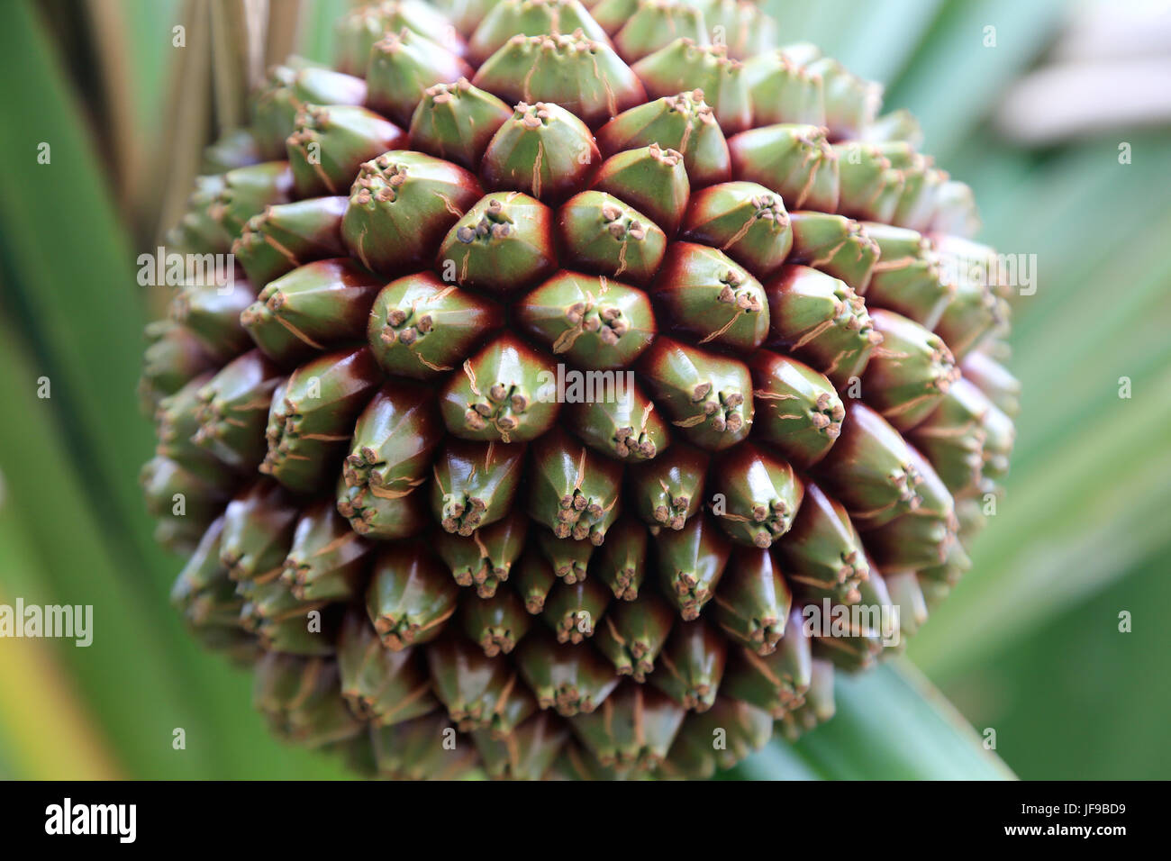 Fruit of a Screwpine, Pandanus utilis Stock Photo Alamy