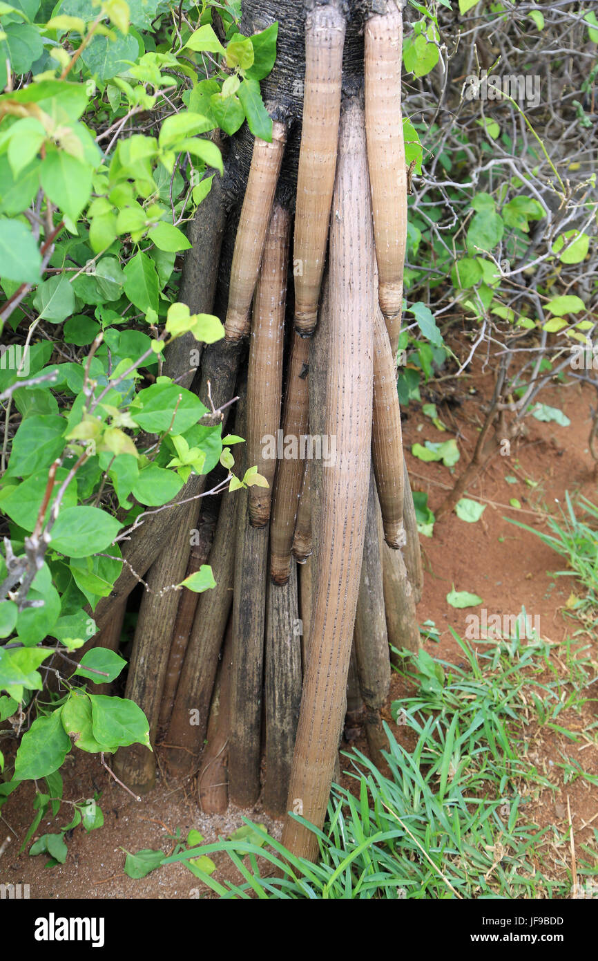 Stilt roots hires stock photography and images Alamy