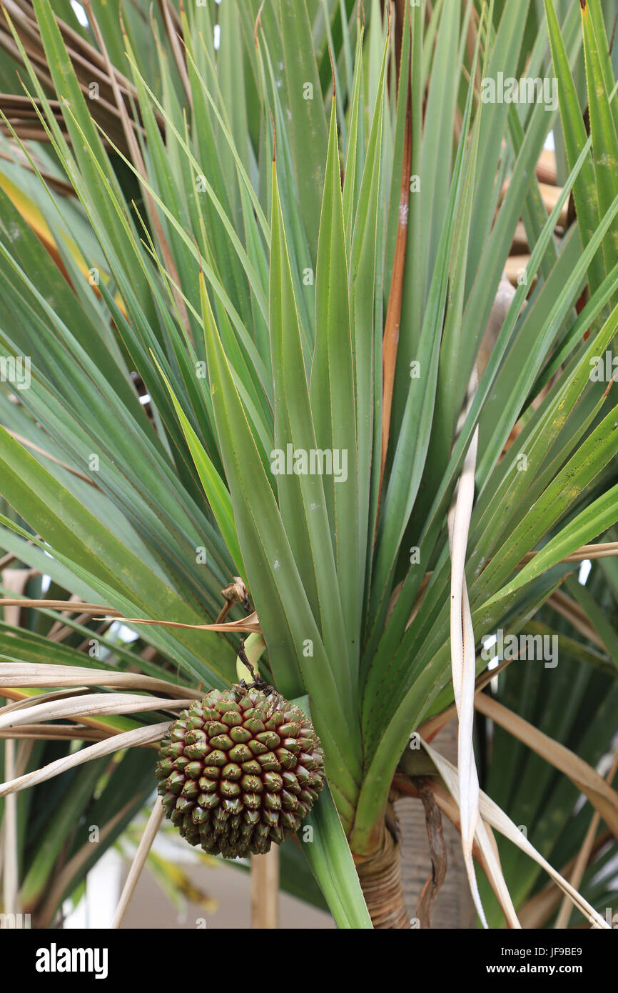 Fruit of a Screwpine, Pandanus utilis Stock Photo Alamy