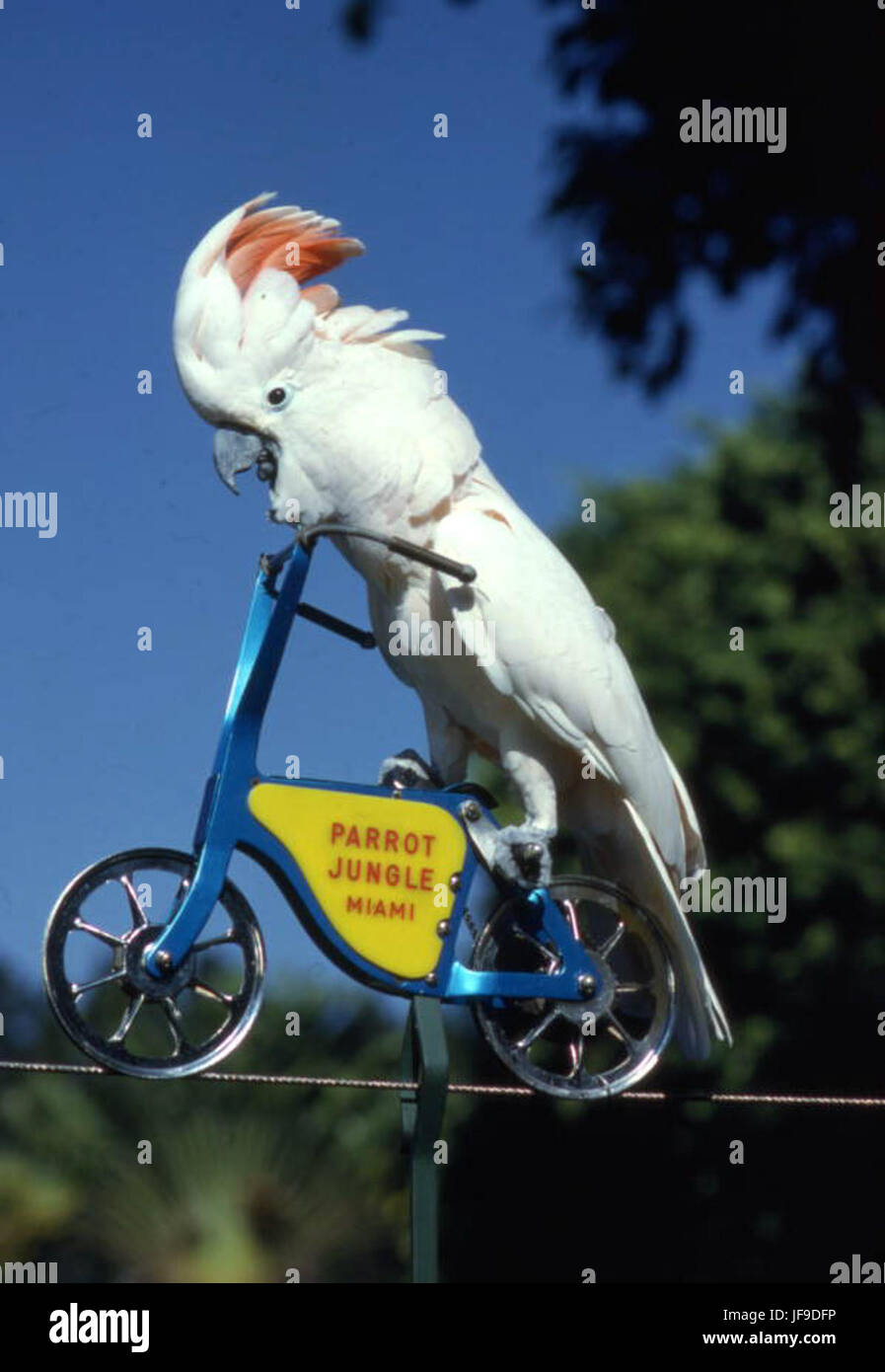 A whimsical image of a cockatoo riding a bicycle at Parrot Jungle in ...