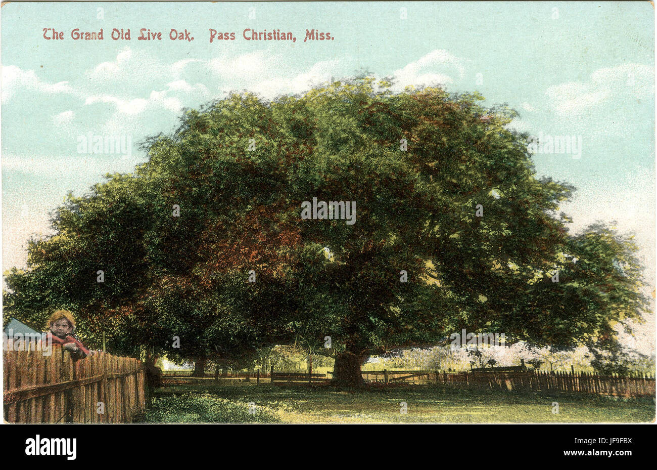 The grand old live oak tree in Pass Christian, Mississippi, an iconic ...