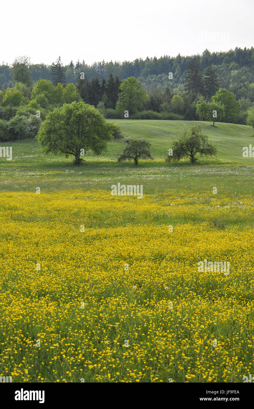 Flower Meadow nearby Bibersfeld, Germany Stock Photo
