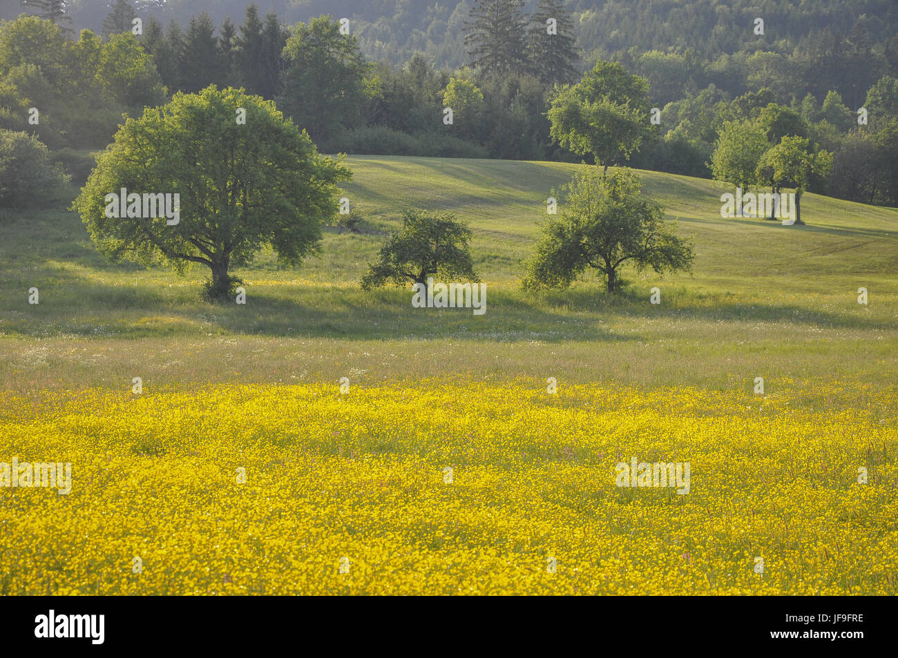 Flower Meadow nearby Bibersfeld, Germany Stock Photo
