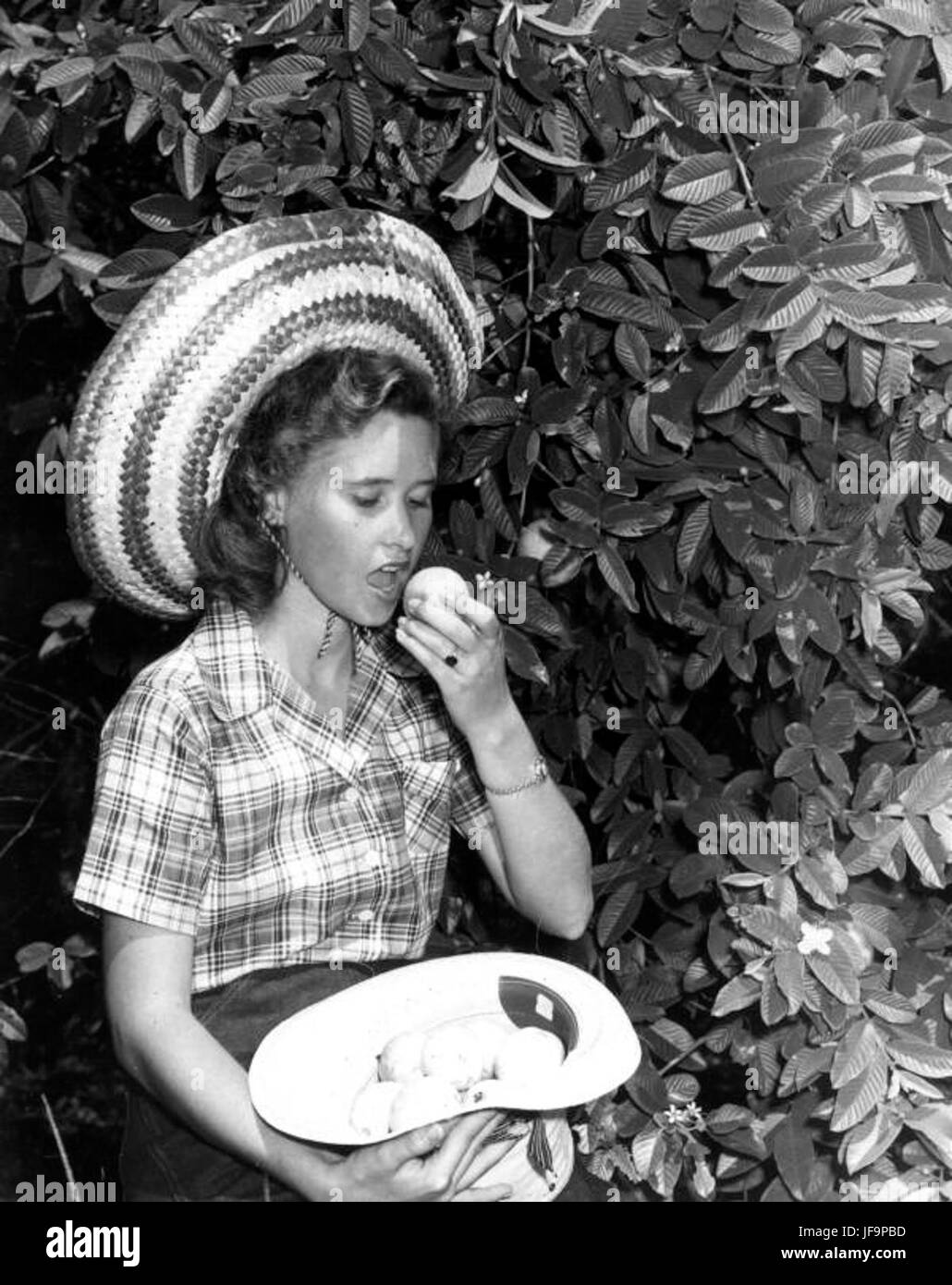 Betty Jo King eating a ripe guava - Bradenton Stock Photo