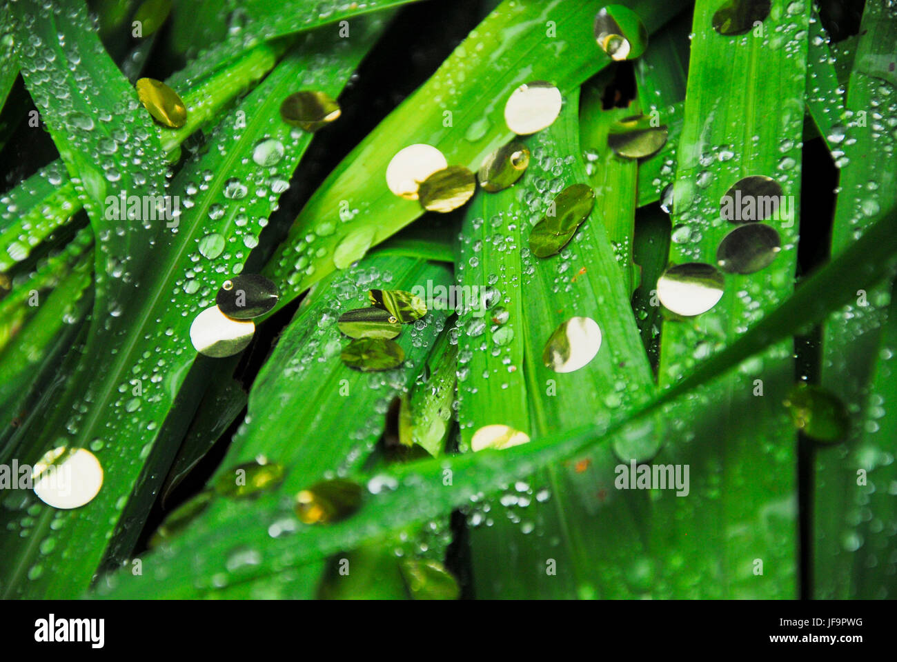 Wedding confetti clinging to rainsoaked leaves in St