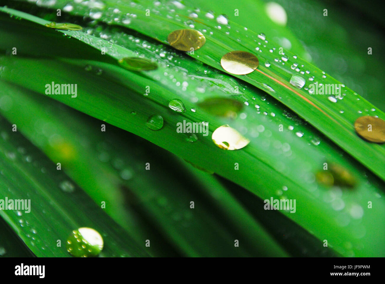 Wedding confetti clinging to rainsoaked leaves in St