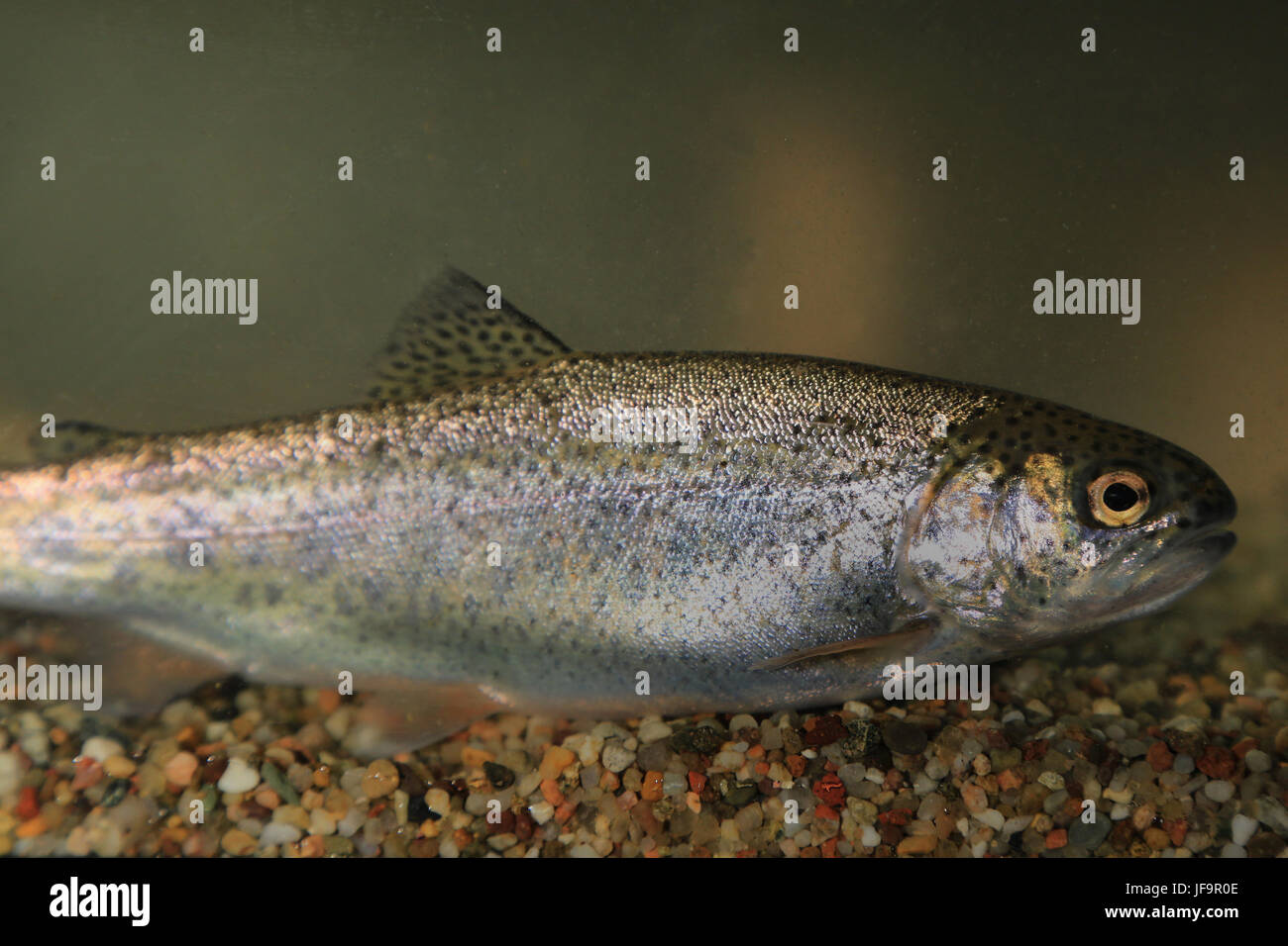 Rainbow trout, oncorhynchus mykiss Stock Photo