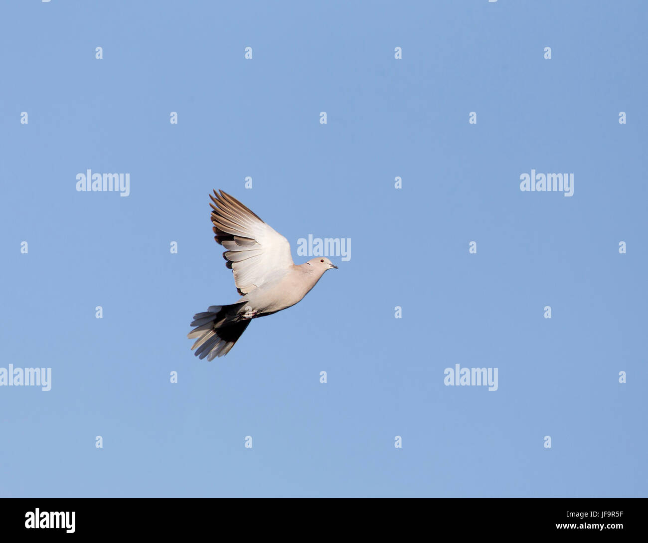 Eurasian collared Dove in Flight Stock Photo Alamy
