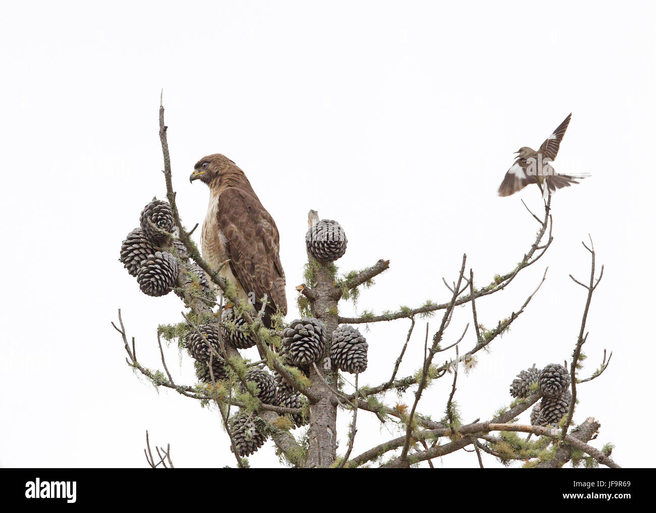 Red tailed Hawk Stock Photo Alamy
