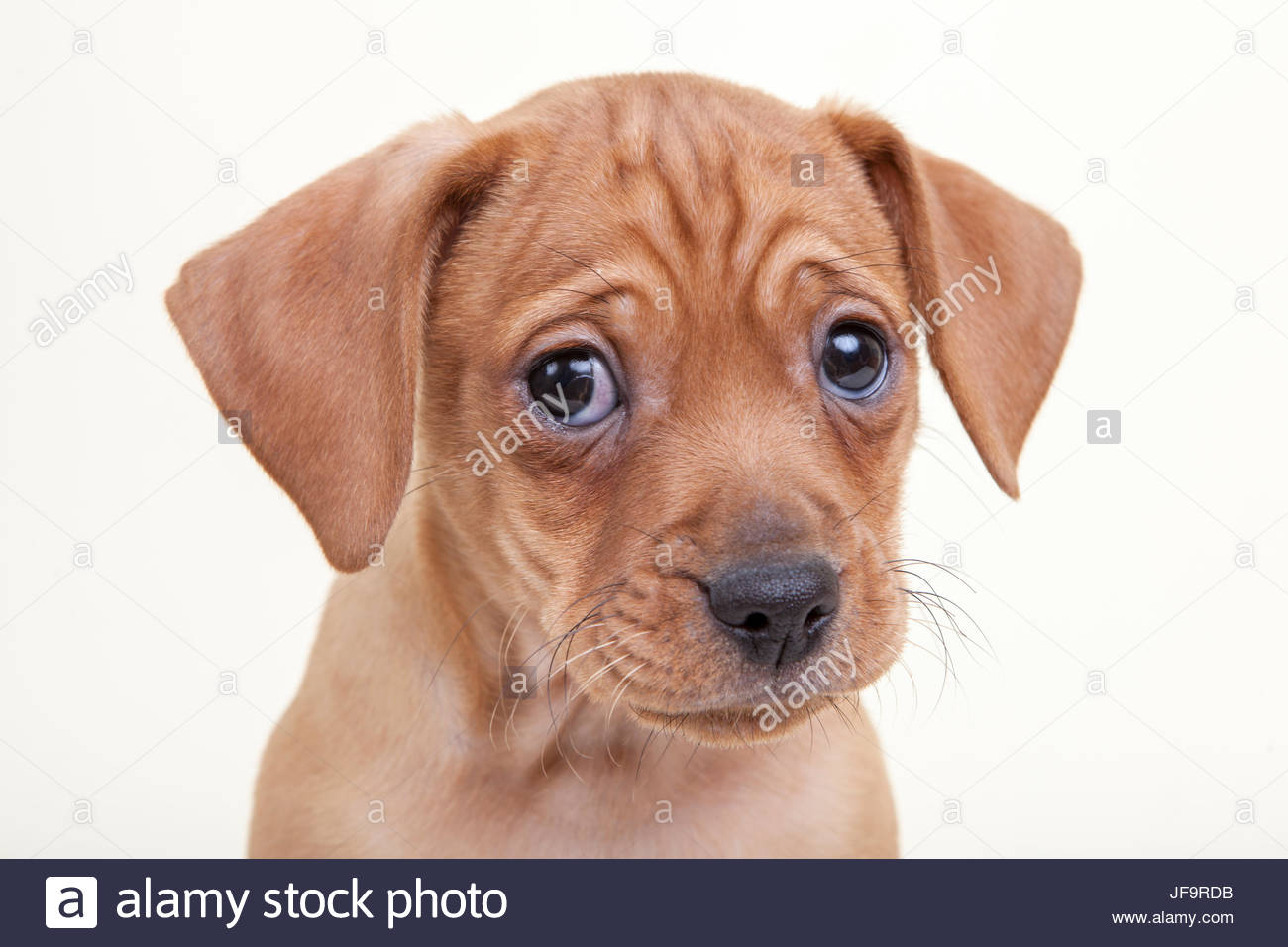 Miniature Pinscher Puppy High Resolution Stock Photography and Images