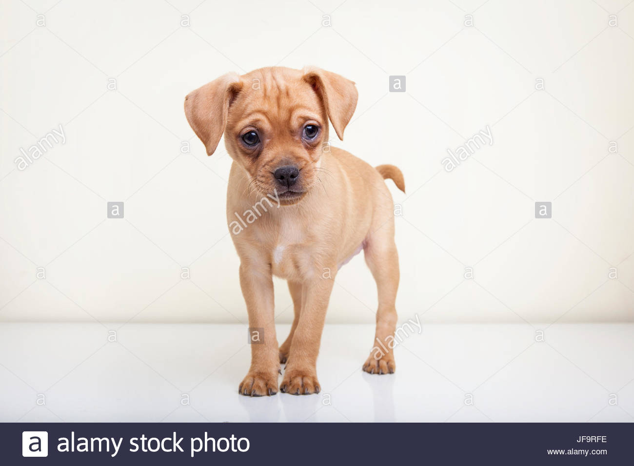 pug pinscher mix