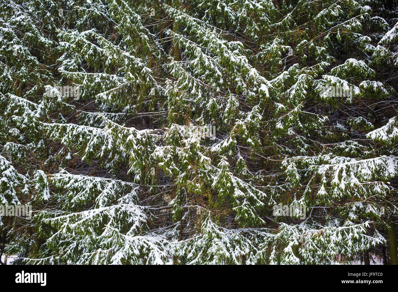 Fir trees and snow Stock Photo - Alamy