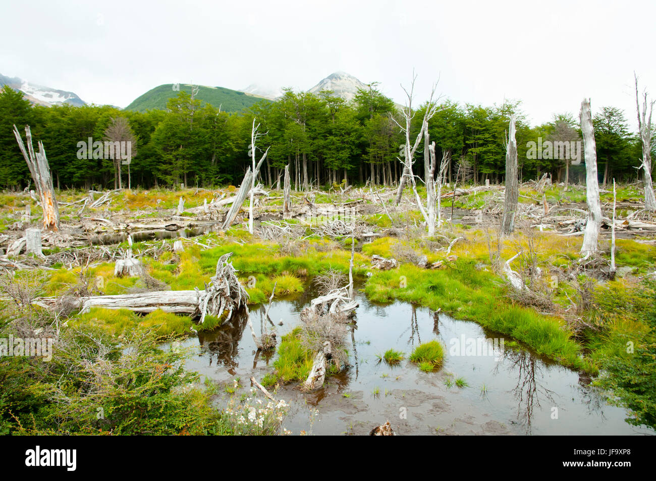 Beaver Tree Deforestation Tierra Del Fuego Argentina Stock Photo