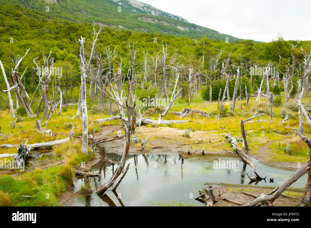 Beaver Tree Deforestation Tierra Del Fuego Argentina Stock Photo