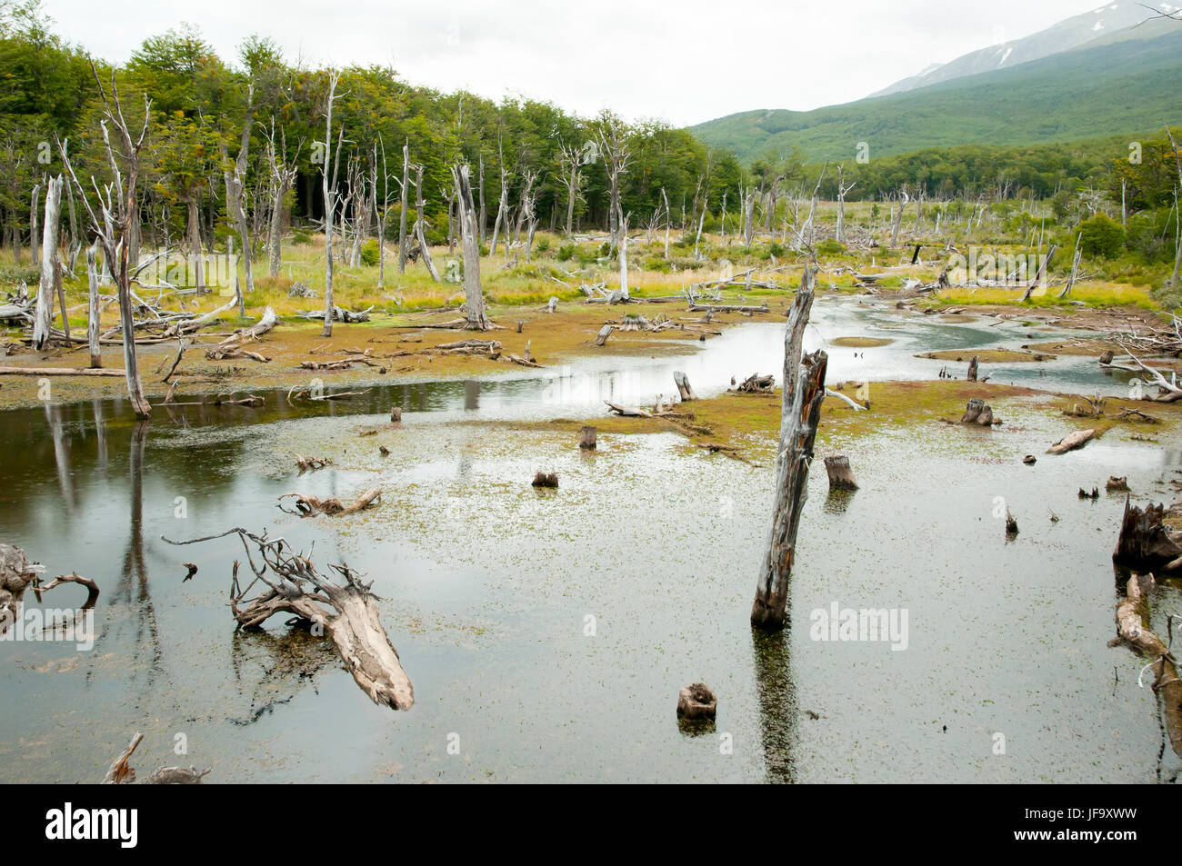 Beaver Tree Deforestation Tierra Del Fuego Argentina Stock Photo