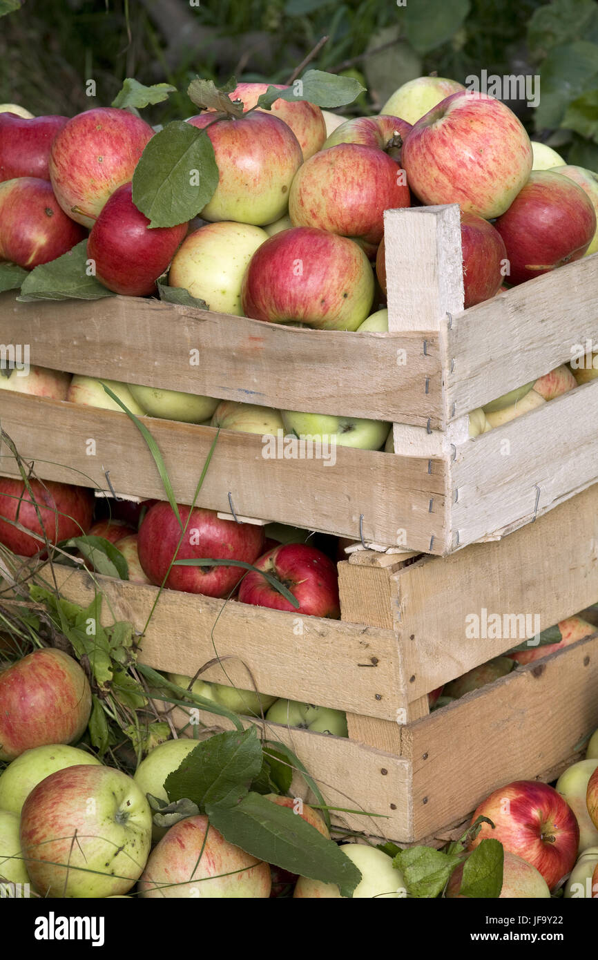 wooden boxes full of ripe apples Stock Photo - Alamy
