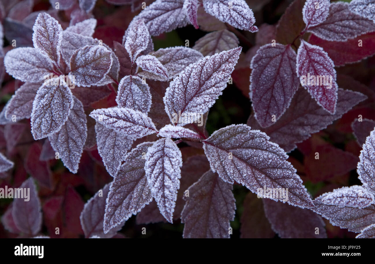 Frost covered fall leaves hi-res stock photography and images - Alamy