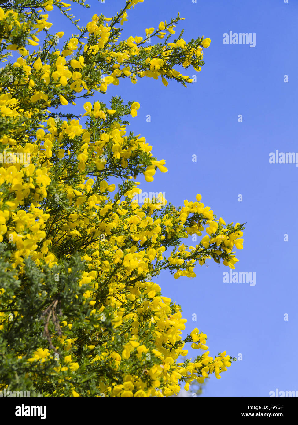 Gorse Stock Photo