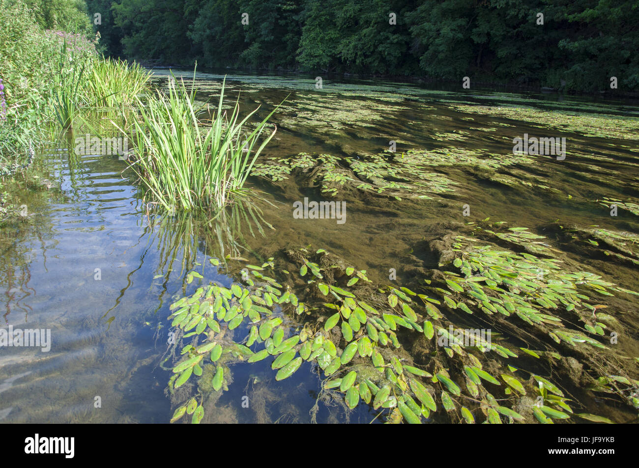 Jagst river nearby Kirchberg, Germany Stock Photo