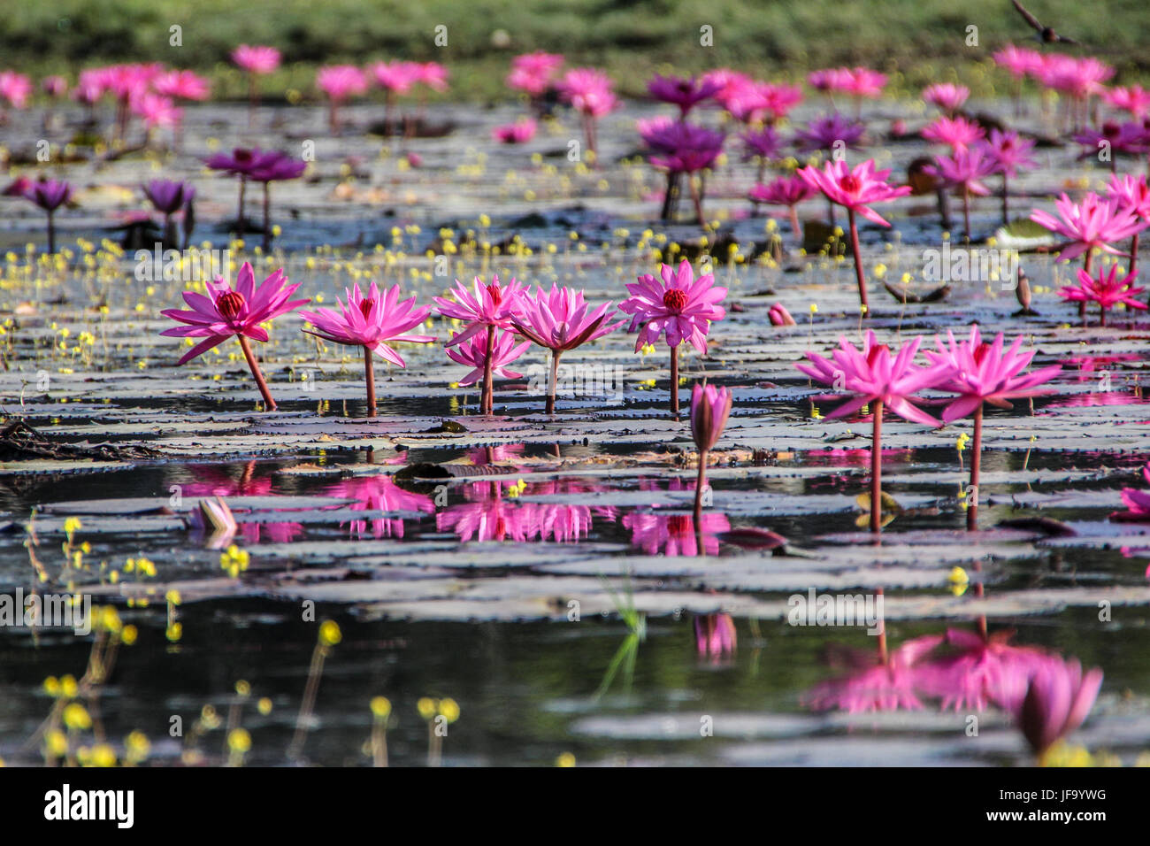 Small pond with pink water lilies Stock Photo Alamy