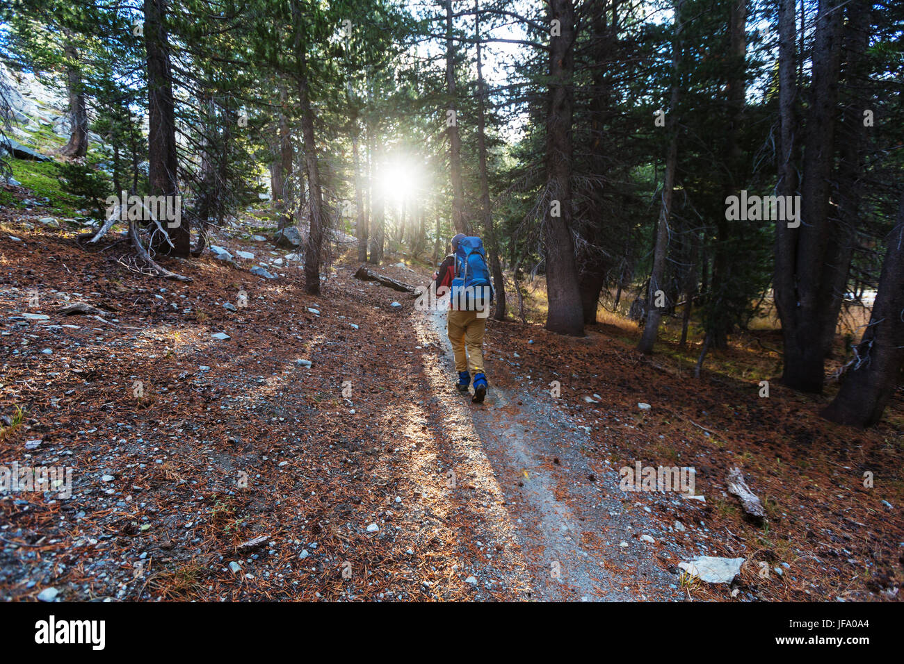 Hike in the forest Stock Photo - Alamy